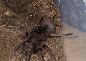 Theraphosa apophysis 5DC samica