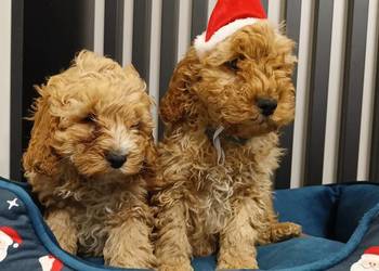Cockapoo F1 - Cocker Spaniel & Pudel Miniaturowy