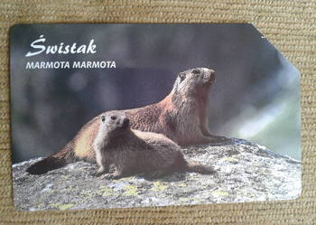 ŚWISTAK - MIESZKANIEC TATRZAŃSKICH HAL