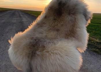 Najwyższa jakość skór owczych!