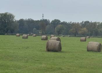 Słoma 100 Balotów 80zł/balot