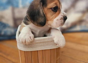 Beagle szczenięta po championie