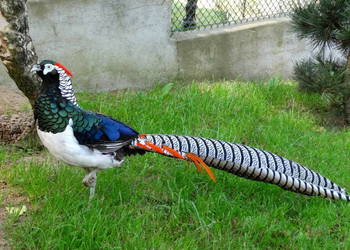 Sprzedam Bażanty Diamentowe (Bażant) z 2025 - Samce Ostatnie 5 Sztuk Sprzedam Bażanty Diamentowe (Bażant) z 2025 - Samce Ostatnie 5 Sztuk