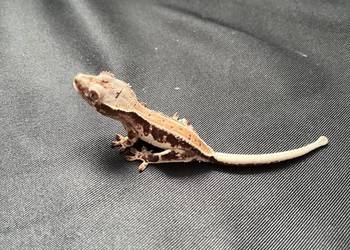Gekon orzęsiony ciliatus crested gecko jaszczurka do terrarium