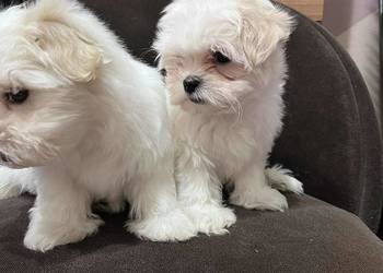 Szczenięta szukają nowego domu