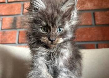 Maine Coon - Olaf