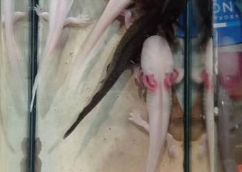 Aksolotl Abystoma Mexykańska Akselotl  Różne Kolory