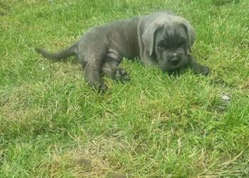 Cane Corso