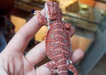 Agama Brodata - Jaszczurka dla Początkujących