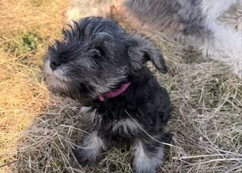 Sznaucer Miniatura pieprz i sól