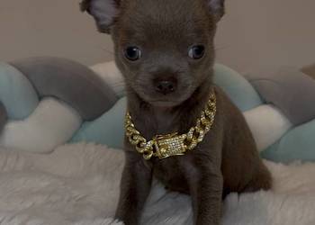 Chihuahua krótkowłosy piesek liliowy badania DNA