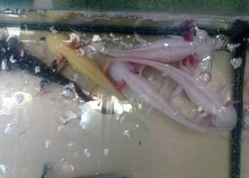 Aksolotl Abystoma Mexykańska Akselotl Różne Kolory