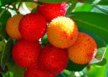 DRZEWO TRUSKAWKOWE - sadzonki w doniczkach