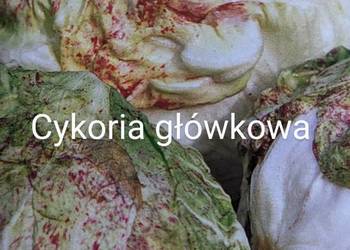 Cykoria  Sałata główkowa odmiany świata znosi przymrozki nasiona
