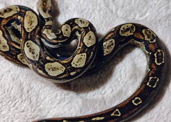 Boa Imperator Samica