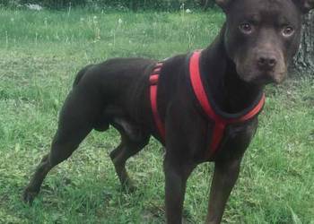 Do oddania American Pit Bull Terrier