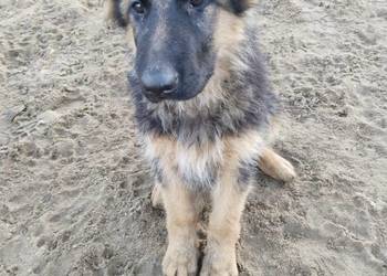 Owczarek niemiecki długowłosy