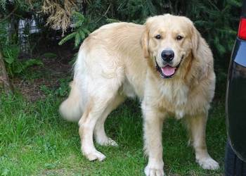 Golden retriever 15 miesięczny