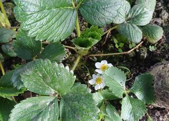 Truskawki powtarzające San Andreas i Monterey