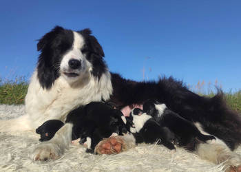 Szczenię BORDER COLLIE z Hodowli - Rasowy pies z pełną dok.