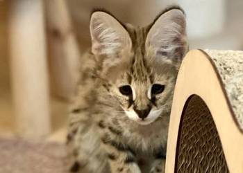 Serwal Afrykański Serval karmiony butelką legalna hodowla