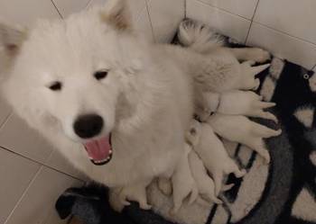 Szczenięta Samoyed