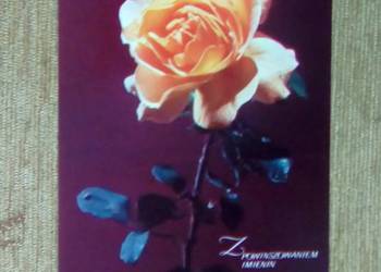 PIĘKNA RÓŻA - FOT. CHMIELEWSKI