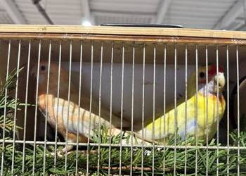 Częściowa likwidacja Rozella królewskiej