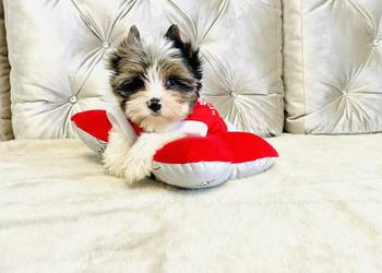 York Mikołaj do Kochania. Cudak do odbioru.