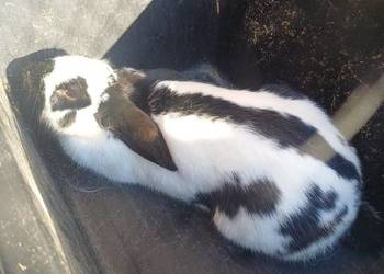 2 królice srokacz niemiecki w jednej cenie