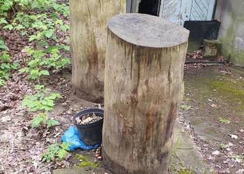 Duże bale drewna/pnie dekoracyjne, do ogrodu, stolik blat ociosane klocki