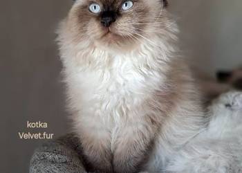 Kotka neva masquerade syberyjska seal point