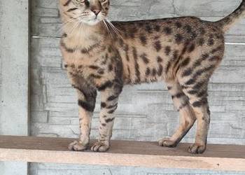 Kocurki savannah f5. Piąte pokolenie po serwalu