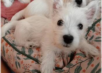West Highland White Terrier | ZKwP FCI. CMO-0, westie 2025