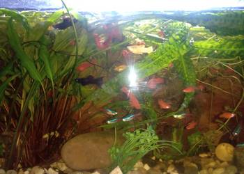 Młode molinezje i mieczyki po 4 zł za sztukę