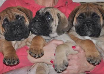 Szczenięta rasy Bullmastiff