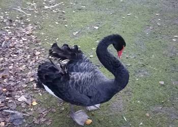Łabędzie czarne