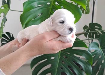 Śliczny Maltańczyk