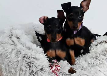 Pinczer miniaturowy ZKwP FCI – zdrowe przebadane szczenięta sunia