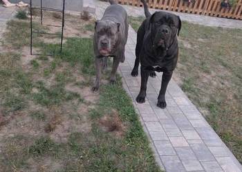 Szczeniaki Cane Corso