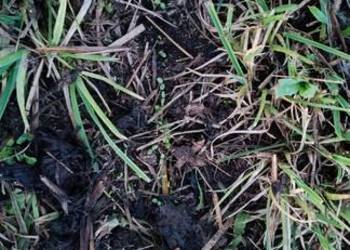 Siewnik do podsiewu traw , łąk