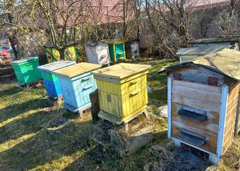 Sprzedam pszczoły z ulami lub całą pasiekę
