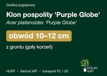 Klon pospolity 'Purple Globe' obwód 10-12 cm, z gruntu – HURT