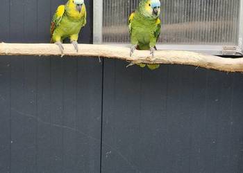 Amazonka niebieskoczelna aestiva xanthopteryx para lęgowa