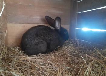 Witam sprzedam  królika samca