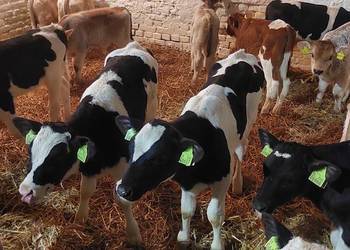 Byczki mięsne 60-100kg