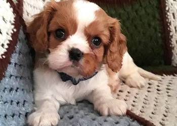 Samiec blenheim Cavalier king charles spaniel