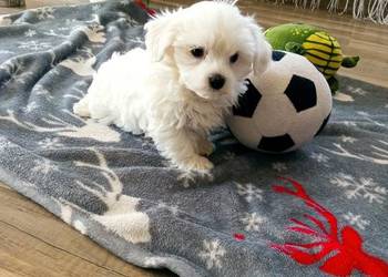 Maltańczyk szczeniaczek