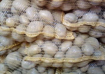 Ziemniaki jadalne i paszowe