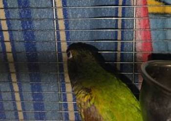 Rudosterka Zielonolica